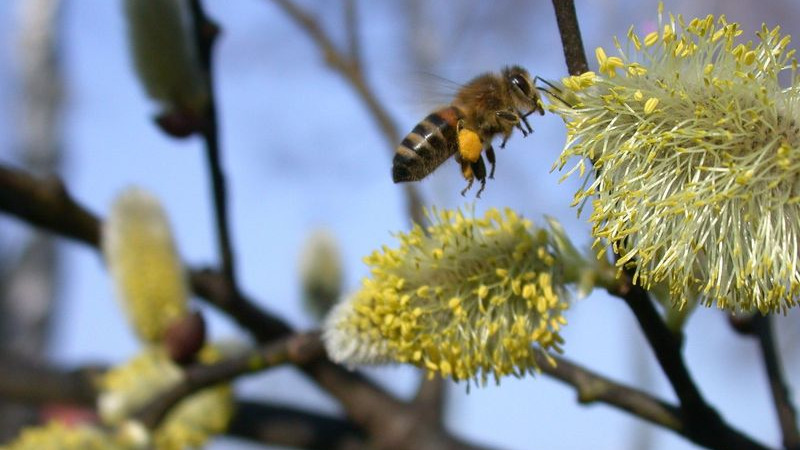 Wesensgemäße Bienenhaltung